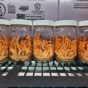 May include: Five glass jars with white lids filled with orange, finger-like mushrooms. The jars are lined up on a black metal shelf.