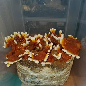 Ganoderma sessile (red reishi) wild clone riverview park strain 10ml liquid culture syringe
