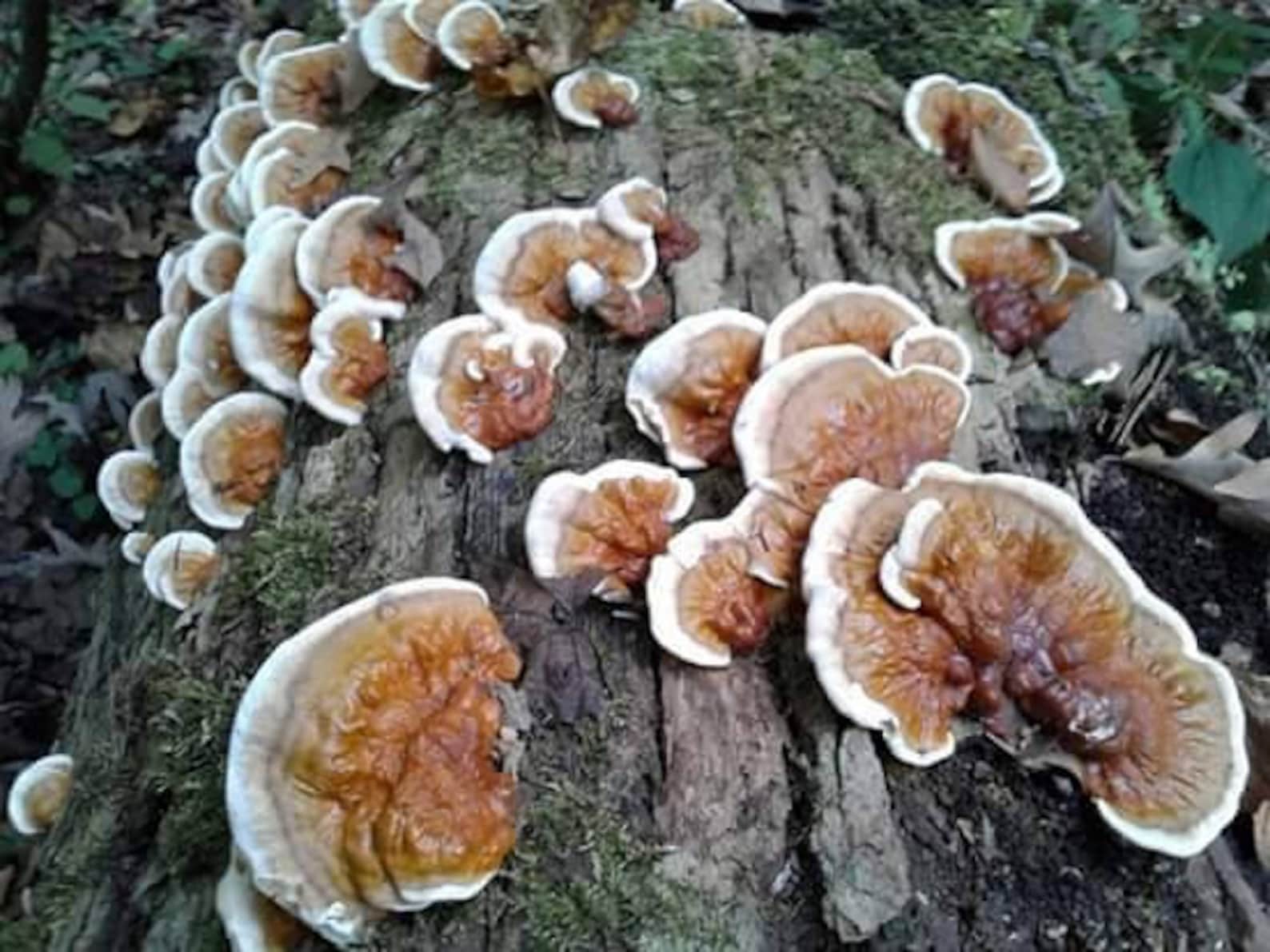 Ganoderma Sessile (red Reishi) Wild Clone Riverview Park Strain 10ml ...