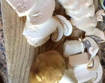 Wine cap stropharia (Stropharia rugosoannulata) 10ml liquid culture syringe