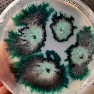 Puede incluir: Una placa de Petri transparente con un cultivo de hongos. El cultivo muestra un patrón de crecimiento verde oscuro, negro y blanco. La placa es sostenida por una mano. El cultivo está centrado.