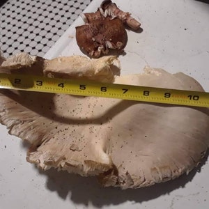 Oyster mushroom (Pleurotus ostreatus) liquid culture syringe 10ml