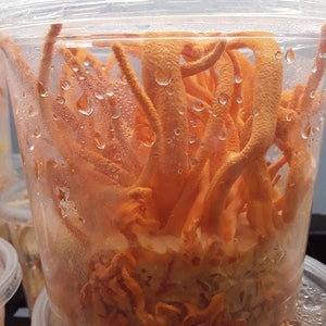 Cordyceps militaris High five 46#2×4 10ml liquid culture syringe
