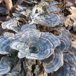 Trockenpilz (Trametes versicolor) 10ml Flüssigkultur Spritze