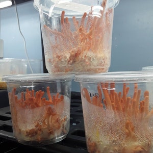 3 pack of Cordyceps militaris ascospore isolate pairings