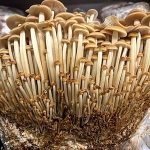 Hittebestendige variëteit Flammulina velutipes (fluwelen voet) 10 ml vloeibare kweekspuit