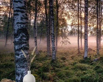 Foggy Birch Forest Wallpaper Mural - Peel and Stick Scenery Art