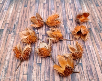 10 Bucheckern, Herbst, Deko, Material, DIY