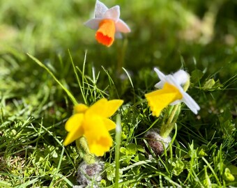 Mini Filz Narzisse mit Zwiebel – Frühlingsdeko aus Filz | Blumenzwiebel Deko, handgefilzt, Ostern, Fensterbank, handmade Blume, Nowruz