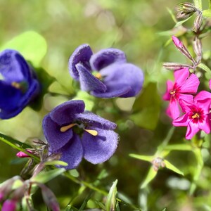 K&ouml;nnte beinhalten: Nahaufnahme von leuchtend lila und rosa Bl&uuml;ten mit gelben Zentren, vor einem verschwommenen gr&uuml;nen Hintergrund. Das Bild zeigt die zarten Bl&uuml;tenbl&auml;tter und Texturen der Bl&uuml;ten und unterstreicht die Sch&ouml;nheit der Natur.