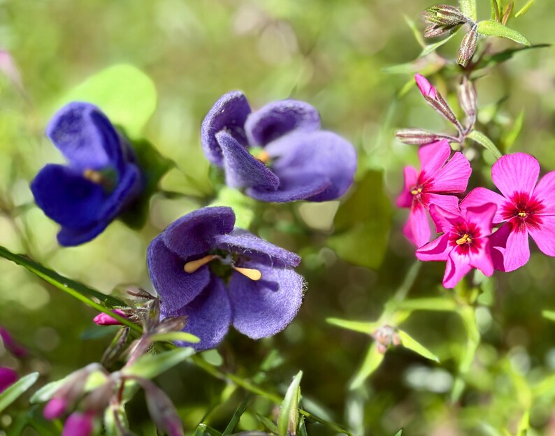 K&ouml;nnte beinhalten: Nahaufnahme von leuchtend lila und rosa Bl&uuml;ten mit gelben Zentren, vor einem verschwommenen gr&uuml;nen Hintergrund. Das Bild zeigt die zarten Bl&uuml;tenbl&auml;tter und Texturen der Bl&uuml;ten und unterstreicht die Sch&ouml;nheit der Natur.