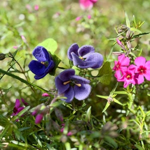 K&ouml;nnte beinhalten: Nahaufnahme von violetten und rosa Bl&uuml;ten inmitten gr&uuml;nen Laubes. Die violetten Bl&uuml;ten haben eine samtige Textur, w&auml;hrend die rosa Bl&uuml;ten in Gruppen angeordnet sind. Das Bild ist gut beleuchtet und zeigt die nat&uuml;rlichen Farben und Texturen der Pflanzen.