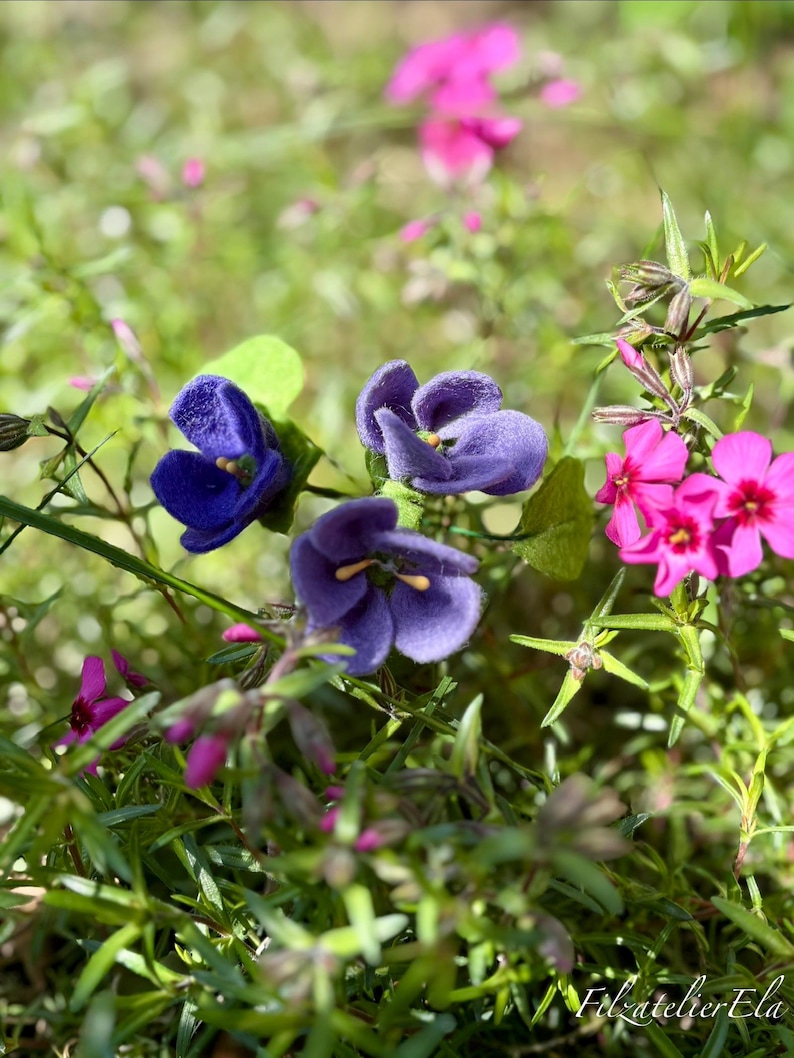 K&ouml;nnte beinhalten: Nahaufnahme von violetten und rosa Bl&uuml;ten inmitten gr&uuml;nen Laubes. Die violetten Bl&uuml;ten haben eine samtige Textur, w&auml;hrend die rosa Bl&uuml;ten in Gruppen angeordnet sind. Das Bild ist gut beleuchtet und zeigt die nat&uuml;rlichen Farben und Texturen der Pflanzen.