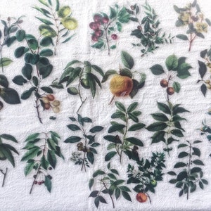 Pacote de adesivos de vinil para scrapbook de frutas com 40 peças, kit de diário de lixo de outono, adesivos de diário de plantas, pacote de adesivos transparentes para itens efêmeros, AL167