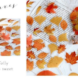 40 stuks herfstbladeren stickerspakket, Bullet Journal-stickers, planten ongewenste dagboekkit, plakboek, AL071