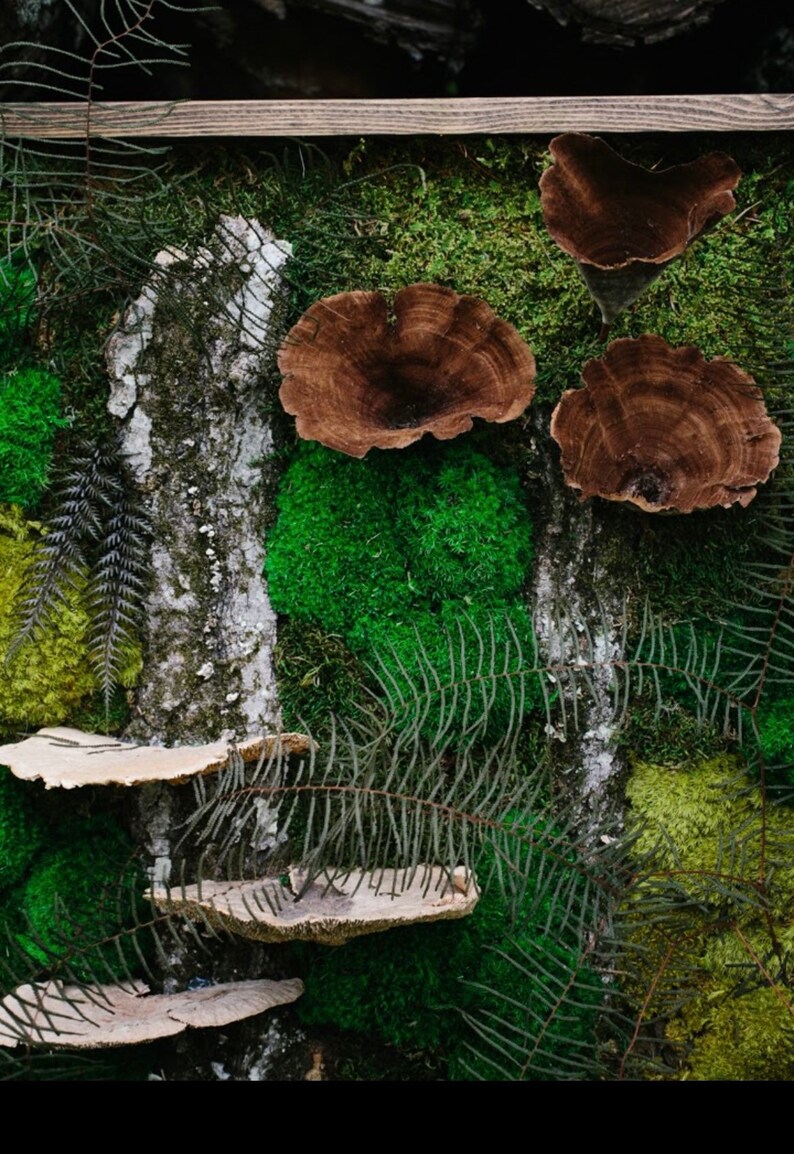 Moss Wall Art Moss Art Moss Home Decor Real Preserved Moss Etsy