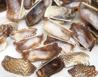 Lot of 69 Turkey Wing Ark (Arca Zebra) Shells