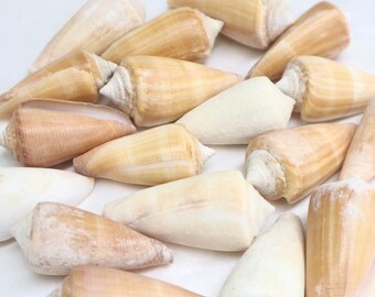 Lot of 25 Florida Cone Shells