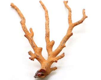 Natural Italian Red Coral