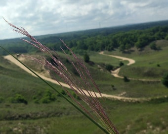 Grass On The Dunes