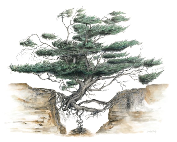 Kalaloch Tree Of Life Print Of Original Watercolor Painting Etsy
