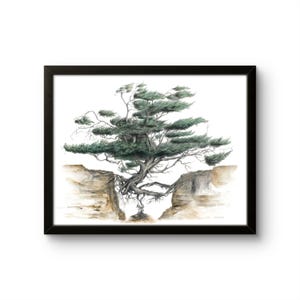 Kalaloch Tree of Life: Print of Original Watercolor Painting.