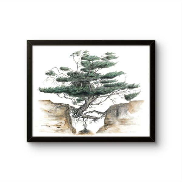 Kalaloch Tree of Life: Print of Original Watercolor Painting.