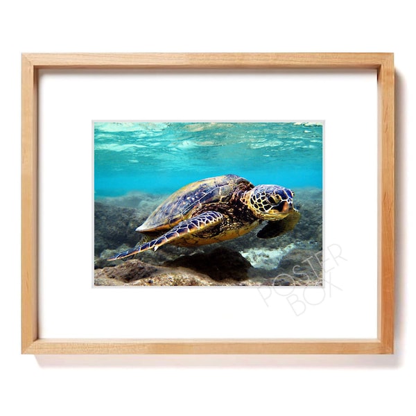 Cruz Honu - 8x10 Matted Photo Print, Hawaiian Green Sea Turtle, Underwater photography, Hanauma Bay, Art Print, Home Decor, Beach Decor