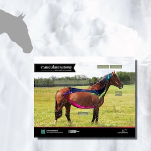 Equine Deep and Core Muscular Anatomy Poster! This poster details the deep muscles of the horse. Sets of 4 also available. Updated DESIGN