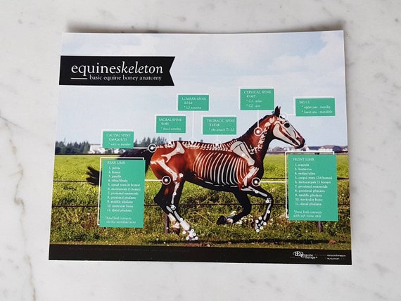 Horse Wall Charts