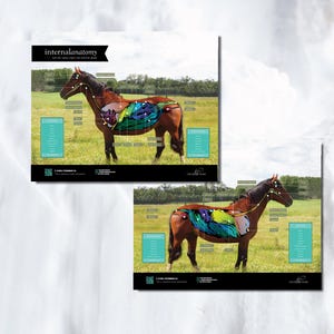 Equine Internal Anatomy Posters! (Set of 2) The organs and endocrine glands are detailed along with color coding and legend. Updated DESIGN