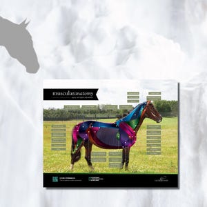 Equine Mid Depth Muscular Anatomy Poster! This poster details the middle muscle layer of the horse. Sets of 4 also available. Updated DESIGN