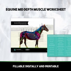 Fillable Equine Anatomy MidDepth Muscle Chart Digital & Printable Worksheet for Veterinary Study Aid, Horse Bodyworker, Equestrian Education