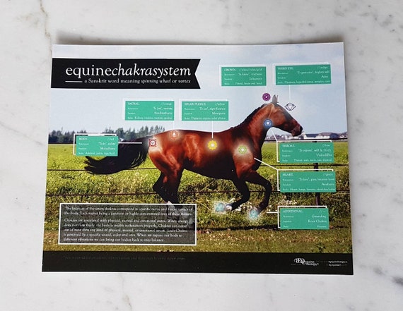 Horse Wall Charts