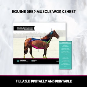Fillable Equine Anatomy Deep Muscle Chart Digital & Printable Worksheet for Veterinary Study Aid, Horse Bodyworker, Equestrian Education