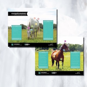 Equine Emotional Resonance Posters! (Set of 2) Detailed are the emotional resonance of different body parts, organs & glands. Updated DESIGN