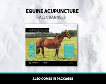 Tabel paardenacupunctuur: overzicht 12 hoofdmeridianen, poster paardenacupressuur