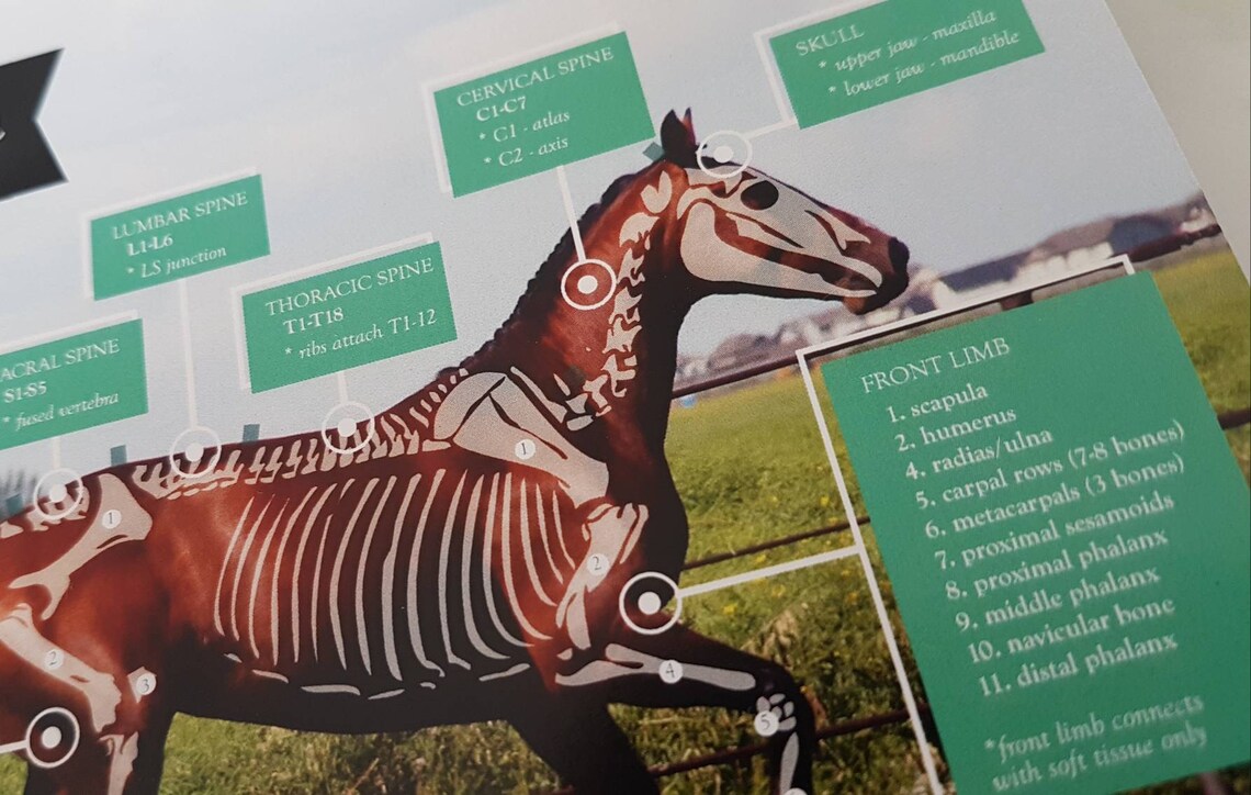 Equine Anatomy Posters includes skeletal anatomy horse/human | Etsy