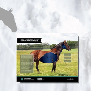Equine Subcutaneous Muscular Anatomy Poster! This poster details the subcutaneous muscle layer. Sets of 4 also available. Updated DESIGN