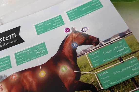 Horse Wall Charts