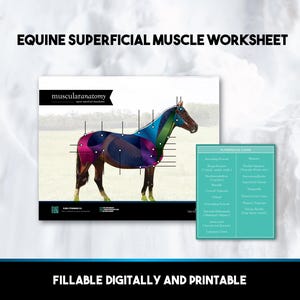Fillable Equine Anatomy Superficial Muscle Chart Digital & Printable Worksheet for Veterinary Study Aid, Horse Bodyworker, Equestrian Tool