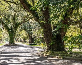 Photography Art Conway South Carolina Live Oak Love Print
