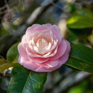 Pink Camellia Japonica Blossom Print