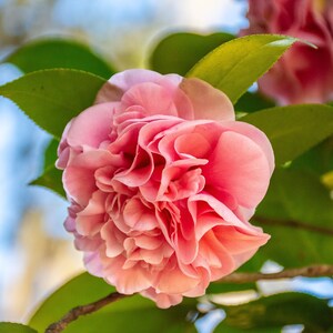 Photography Nature Art Winter Blooms Camellia Pink Flower Print (not a real flower)