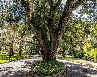 Digital Photography Wall Art Home Decor Live Oak Trees Conway South Carolina