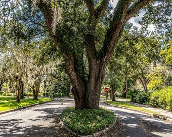 Live Oak Tree Conway South Carolina Photo Art