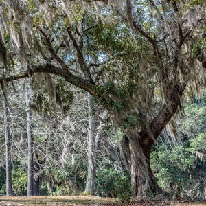 Murrells Inlet SC Mossy Live Oak Tree Photo Art