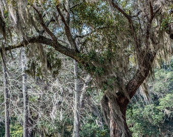 Murrells Inlet SC Mossy Live Oak Tree Photo Art