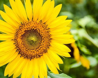 Photo Art Yellow Sunflower Wall Print