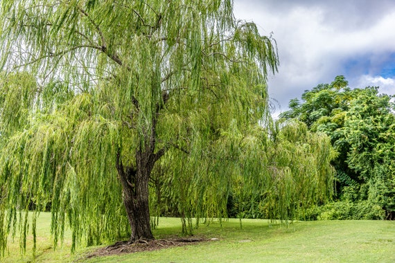 Photography Art Beautiful Willow Tree in Summer Cloudy Sky Print - Etsy